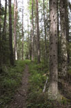 Weg durch den Naturwald