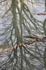 Winterbaum spiegelt sich im glatten Wasser des Kraftwerkkanals